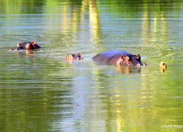Hippos