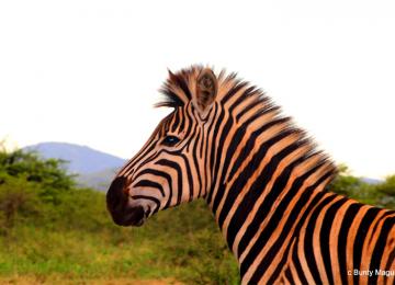 Zebra5 Copy