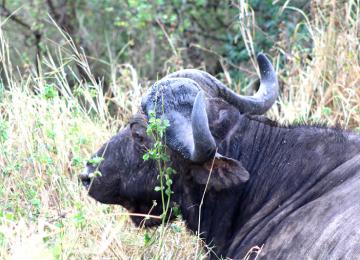 African Buffalo